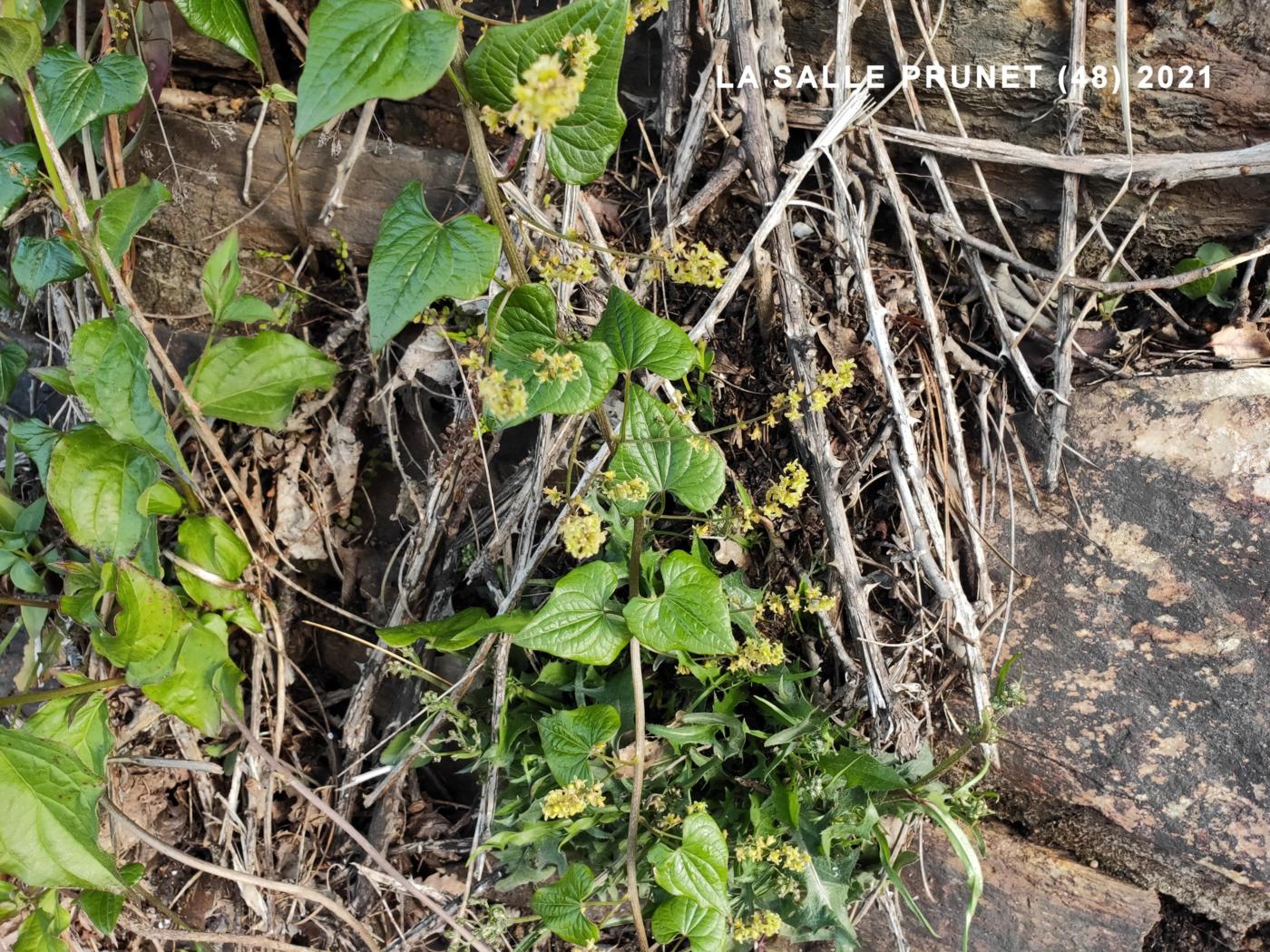 Bryony, Black plant